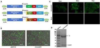 Development of a novel PCV2 and PCV3 vaccine using virus-like vesicles incorporating Venezuelan equine encephalomyelitis virus-containing vesicular stomatitis virus glycoprotein